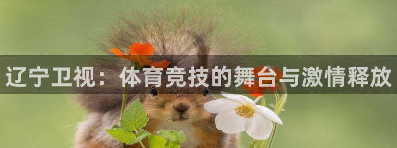 360体育直播无插件高清绿色直播：辽宁卫视：体育竞技的舞台与激情释放