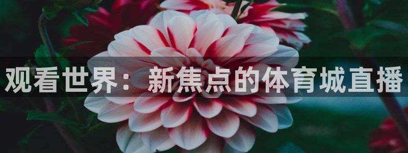 360直播体育直播网：观看世界：新焦点的体育城直播