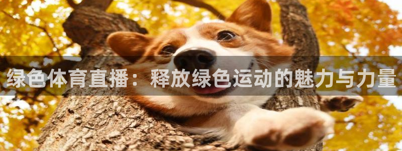 雨燕360体育免费直播高清视频大全：绿色体育直播：释放绿色运动的魅力与力量